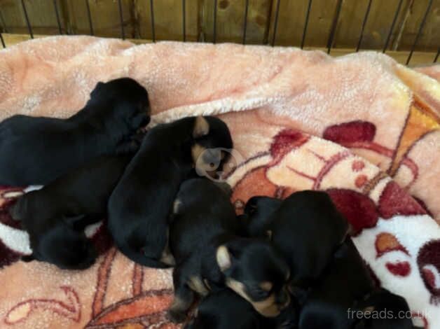 7 beautiful Yorkshire terrier puppies for sale in Walsall, West Midlands - Image 3