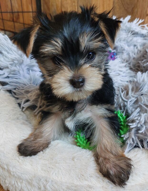 “1 Super Cute Tiny Yorkshire Terrier Pup Left (10 weeks Old)” for sale in Bexhill, East Sussex - Image 1