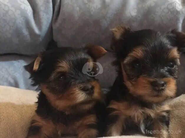 8 weeks of age Yorkshire terrier puppies for sale in Ipswich, Suffolk