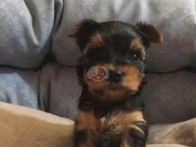 8 weeks of age Yorkshire terrier puppies for sale in Ipswich, Suffolk - Image 2