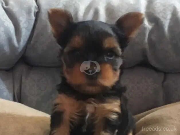 8 weeks of age Yorkshire terrier puppies for sale in Ipswich, Suffolk - Image 3