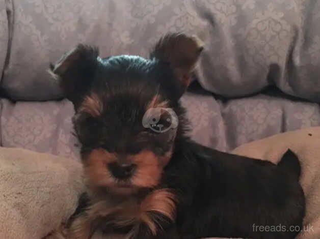 8 weeks of age Yorkshire terrier puppies for sale in Ipswich, Suffolk - Image 4