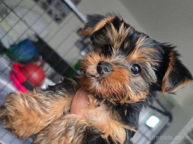 8 weeks old beautiful girl for sale in Hereford, Herefordshire - Image 4