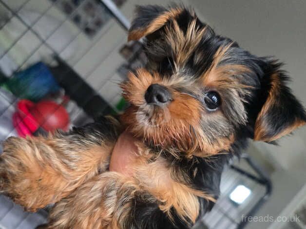 8 weeks old beautiful girl for sale in Hereford, Herefordshire - Image 5