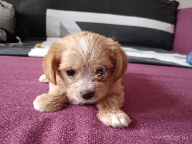 8 weeks puppies for sale in Derby, Derbyshire - Image 1