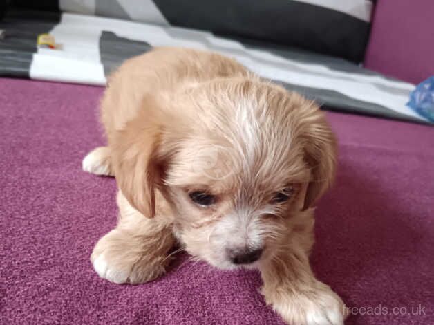 8 weeks puppies for sale in Derby, Derbyshire - Image 2