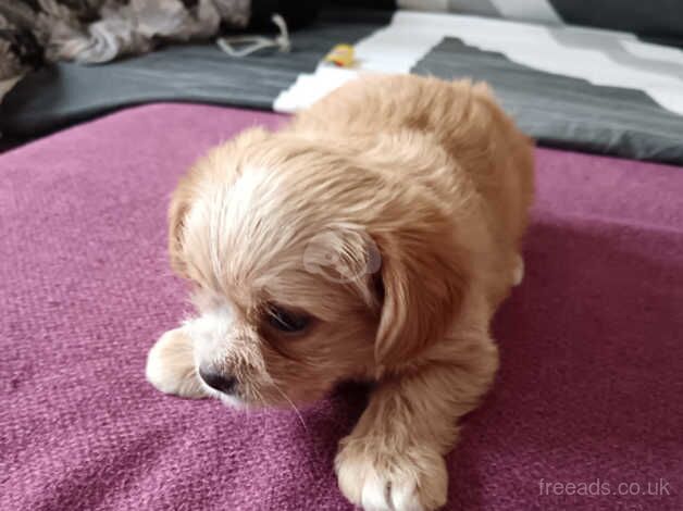 8 weeks puppies for sale in Derby, Derbyshire - Image 4