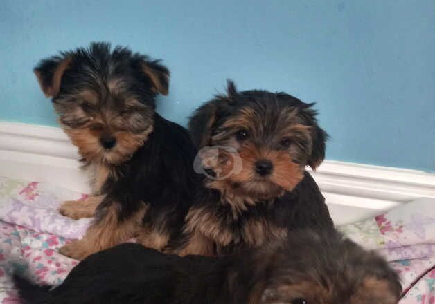 Adorable FEMALE Yorkshire Terrier puppies ready now. for sale in Spalding, Lincolnshire