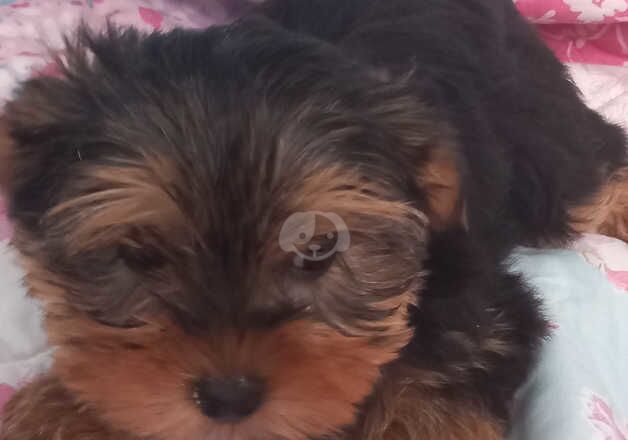 Adorable FEMALE Yorkshire Terrier puppies ready now. for sale in Spalding, Lincolnshire - Image 2