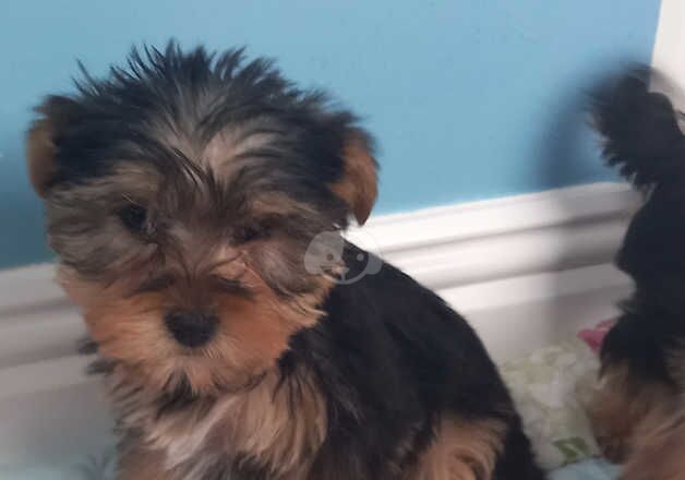 Adorable FEMALE Yorkshire Terrier puppies ready now. for sale in Spalding, Lincolnshire - Image 3