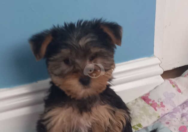 Adorable FEMALE Yorkshire Terrier puppies ready now. for sale in Spalding, Lincolnshire - Image 4