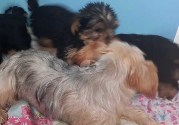 Adorable FEMALE Yorkshire Terrier puppies ready now. for sale in Spalding, Lincolnshire - Image 5