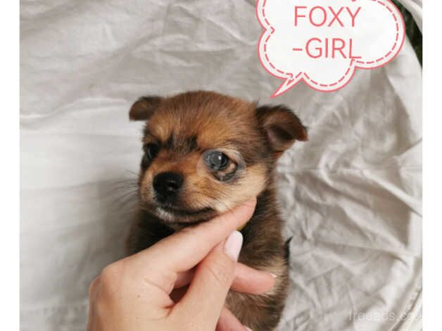 Adorable little unique Yorkie Pom - Yoranian Terrier for sale in Cardiff - Image 5