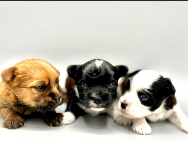 Adorable Puppies in Rare Colours for sale in Coventry, West Midlands