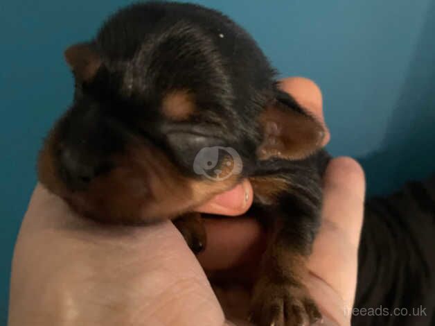 Adorable Pure Bread Yorkshire Terrier Puppies for sale in Gateshead, Tyne and Wear - Image 1