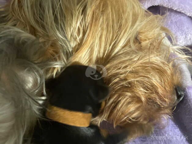 Adorable Pure Bread Yorkshire Terrier Puppies for sale in Gateshead, Tyne and Wear - Image 2