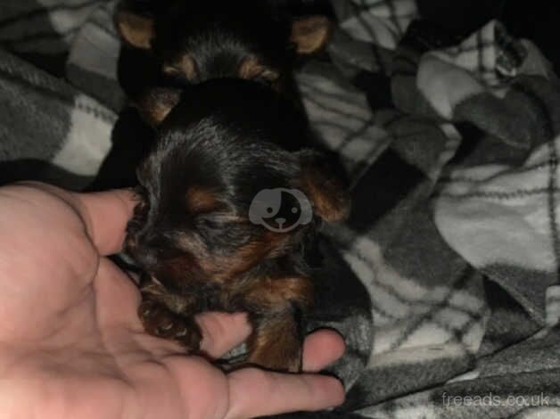 Adorable Yorkshire Terrier puppies for sale in Somerton, Oxfordshire - Image 1