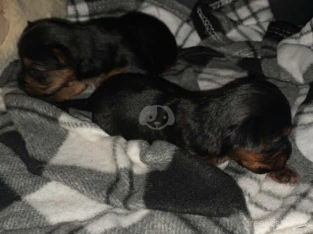 Adorable Yorkshire Terrier puppies for sale in Somerton, Oxfordshire - Image 2