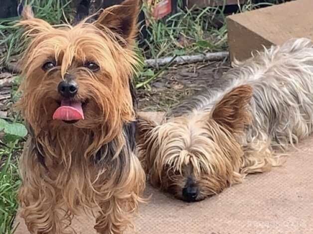 Adorable Yorkshire Terrier puppies for sale in Somerton, Oxfordshire - Image 3