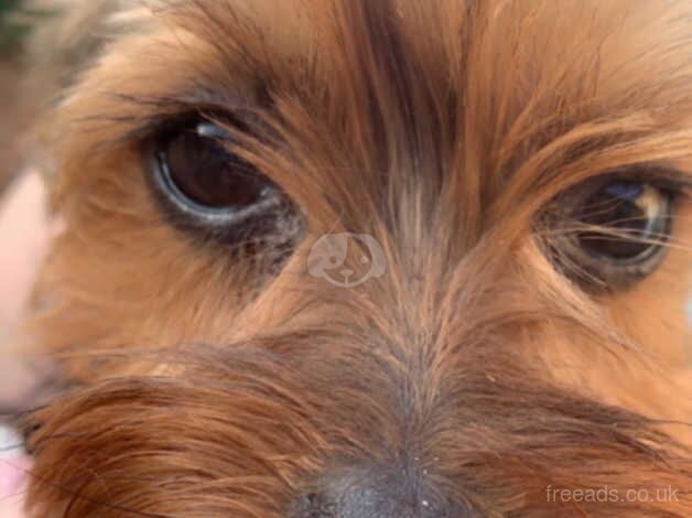 Adorable Yorkshire Terrier puppies for sale in Somerton, Oxfordshire - Image 4