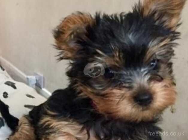 Adorable Yorkshire Terrier Puppies for sale in Ingatestone, Essex