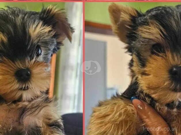 Adorable Yorkshire terrier puppies for sale in Watford, Northamptonshire