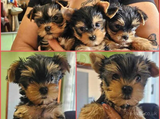 Adorable Yorkshire terrier puppies for sale in Watford, Northamptonshire - Image 4