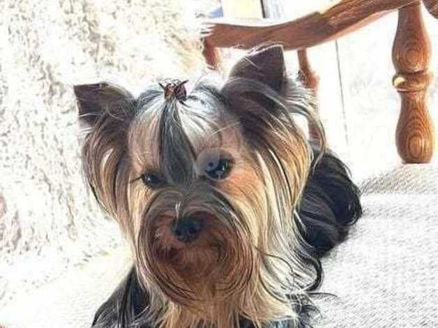 Adorable Yorkshire terrier puppies for sale in Watford, Northamptonshire - Image 5