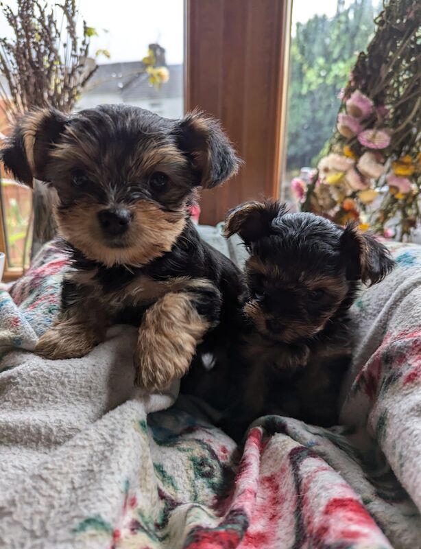 Adorable Yorkshire Terrier Puppies Looking for a New Home! for sale in Neath/Castell-Nedd, Neath Port Talbot