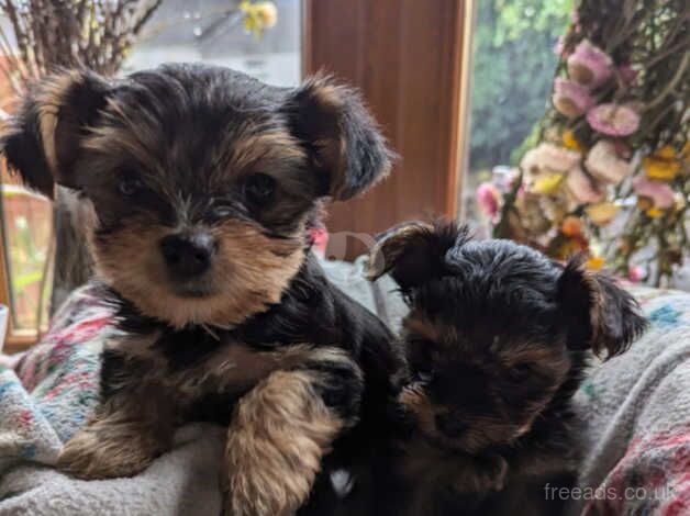 Adorable Yorkshire Terrier Puppies Looking for a New Home! for sale in Neath Abbey, Neath Port Talbot