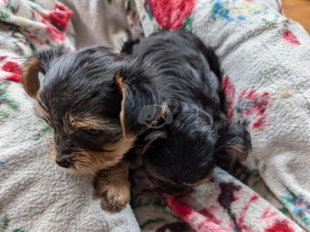 Adorable Yorkshire Terrier Puppies Looking for a New Home! for sale in Neath Abbey, Neath Port Talbot - Image 3