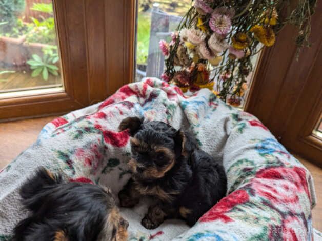 Adorable Yorkshire Terrier Puppies Looking for a New Home! for sale in Neath Abbey, Neath Port Talbot - Image 4