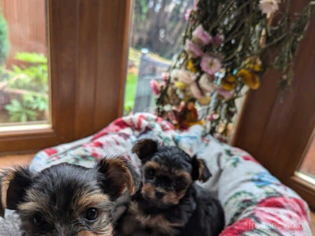 Adorable Yorkshire Terrier Puppies Looking for a New Home! for sale in Neath Abbey, Neath Port Talbot - Image 5