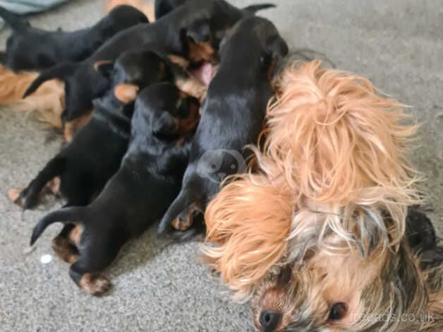 Adorable Yorkshire Terrier Puppies Ready for Their Forever Homes! for sale in Birmingham, West Midlands