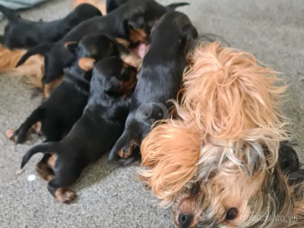 Adorable Yorkshire Terrier Puppies Ready for Their Forever Homes! for sale in Birmingham, West Midlands - Image 1