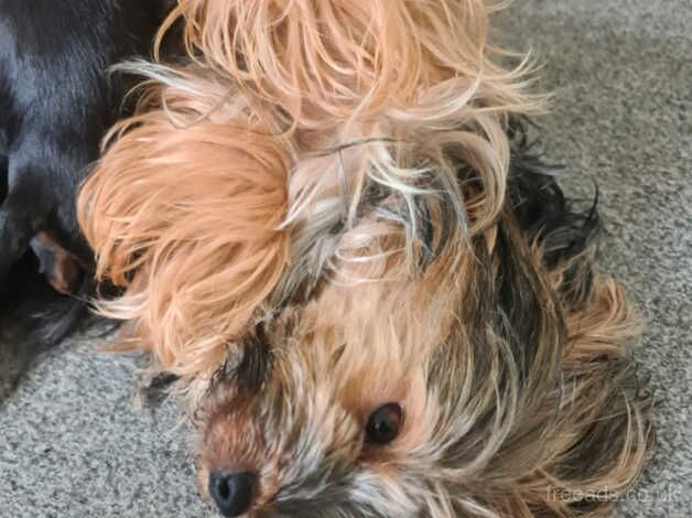 Adorable Yorkshire Terrier Puppies Ready for Their Forever Homes! for sale in Birmingham, West Midlands - Image 2