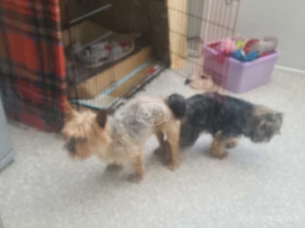 Adorable Yorkshire Terrier Puppies Ready for Their Forever Homes! for sale in Birmingham, West Midlands - Image 3