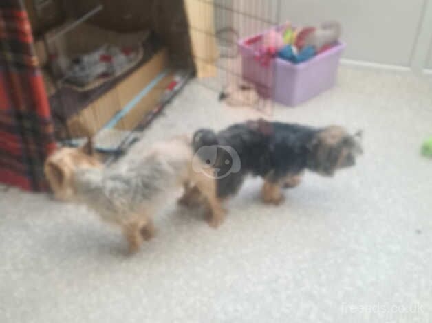 Adorable Yorkshire Terrier Puppies Ready for Their Forever Homes! for sale in Birmingham, West Midlands - Image 4