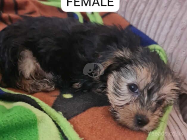 Adorable Yorkshire Terrier Puppies Ready for Their Forever Homes! for sale in Birmingham, West Midlands - Image 5