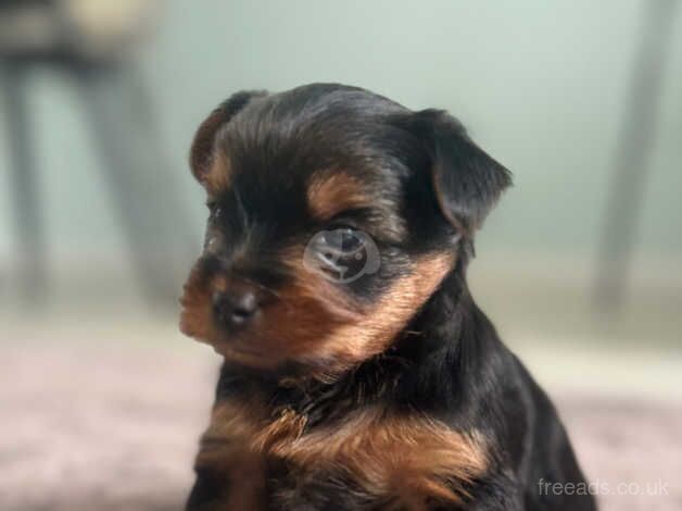 Adorable Yorkshire terrier puppies ready in two weeks for sale in Yeovil, Somerset