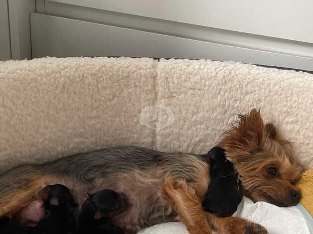 Adorable Yorkshire terrier puppies ready in two weeks for sale in Yeovil, Somerset - Image 2