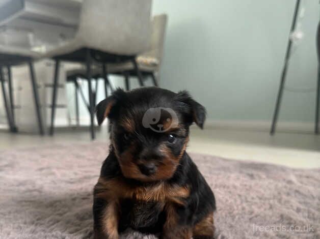 Adorable Yorkshire terrier puppies ready in two weeks for sale in Yeovil, Somerset - Image 3