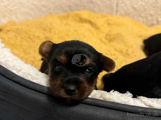 Adorable Yorkshire terrier puppies ready in two weeks for sale in Yeovil, Somerset - Image 5