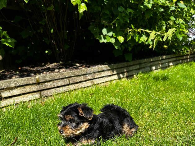 Adorable Yorkshire Terrier puppy for sale in Luton, Devon - Image 4