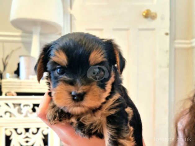 Adorable Yorkshire terriers pure breed for sale in Watford, Northamptonshire