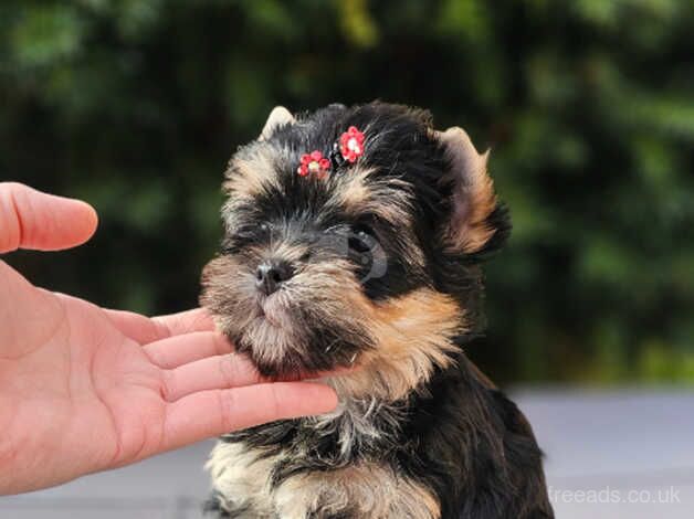 Amazing Girl and Boy Yorkshire Terrier PEDIGREE for sale in Leicester, Leicestershire