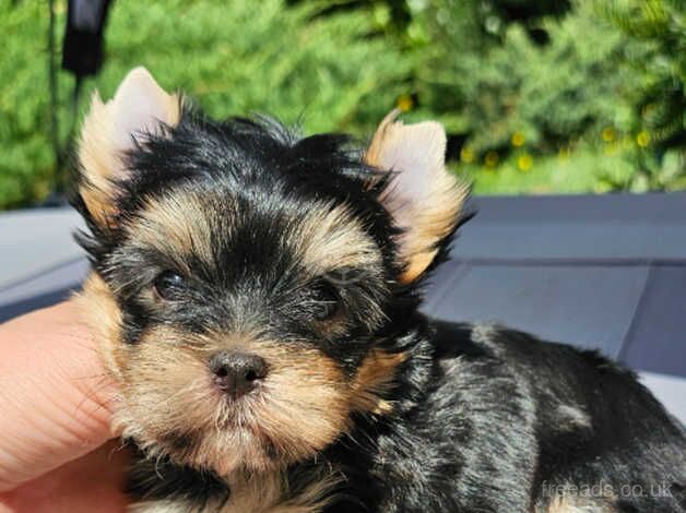 Amazing Girl and Boy Yorkshire Terrier PEDIGREE for sale in Leicester, Leicestershire - Image 2