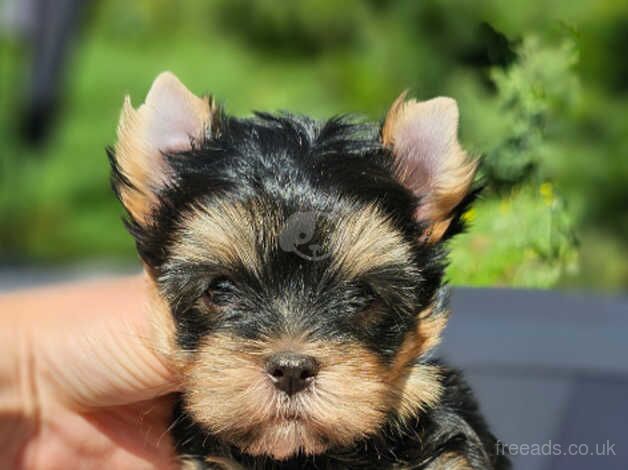 Amazing Girl and Boy Yorkshire Terrier PEDIGREE for sale in Leicester, Leicestershire - Image 3