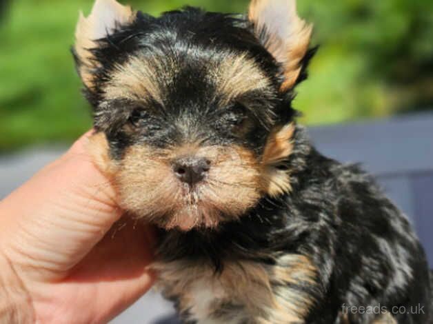 Amazing Girl and Boy Yorkshire Terrier PEDIGREE for sale in Leicester, Leicestershire - Image 4