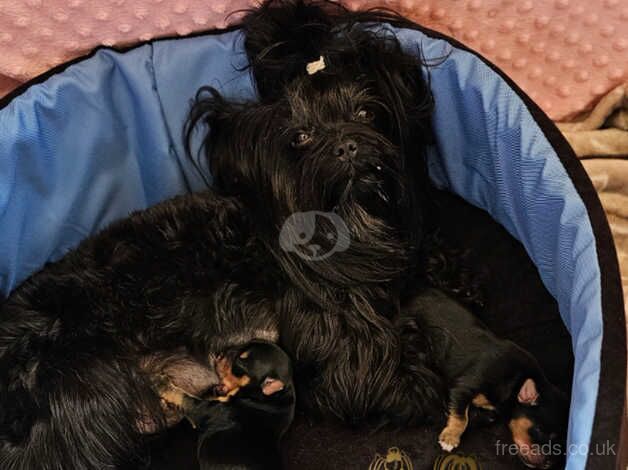 Amazing Girl and Boy Yorkshire Terrier PEDIGREE for sale in Leicester, Leicestershire - Image 5